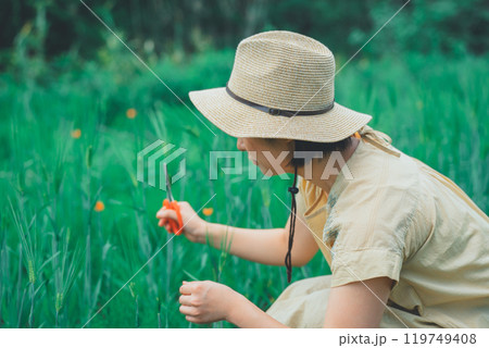 麦を摘む 119749408