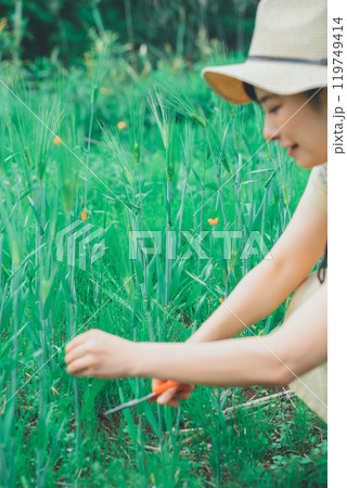 麦を摘む 119749414