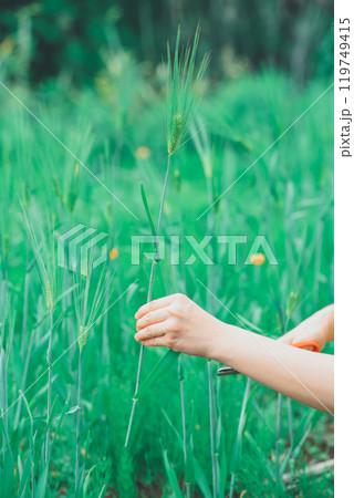 麦を摘む 麦を摘む 119749415