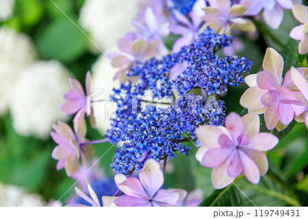 駐車場に生えている美しい紫陽花  神奈川県三浦市荒井浜2024年6月 119749431