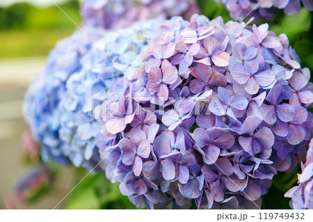 駐車場に生えている美しい紫陽花  神奈川県三浦市荒井浜2024年6月 119749432