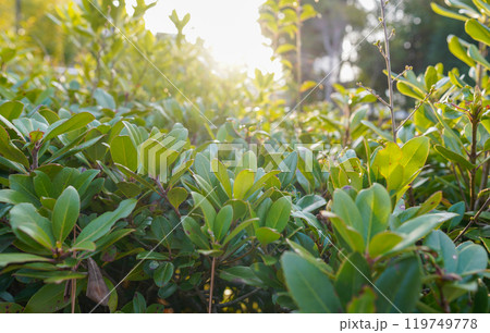 道端の観葉植物とアサヒ 道端の観葉植物とアサヒ 119749778