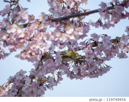 桜の花で朝ごはん 119749958