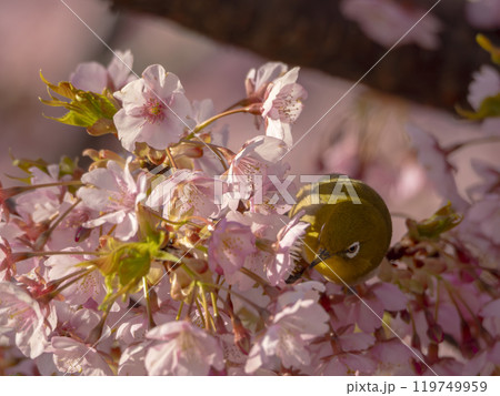 春の朝の桜とメジロ 春の朝の桜とメジロ 119749959