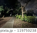 夜の幻想的な公園 119750238