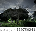 夜の幻想的な公園 119750241