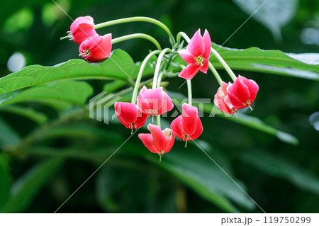 生薬名の使君子を持つ綺麗なシクンシ【インドシクンシ】 119750299