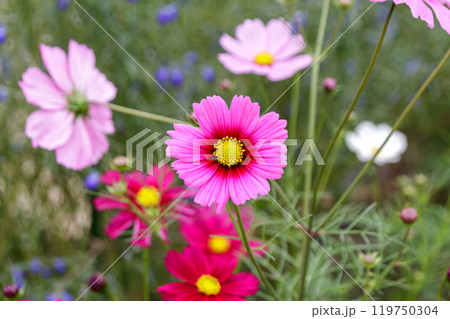 造形的に整った桃色コスモス【アキザクラ】 造形的に整った桃色コスモス【アキザクラ】 119750304