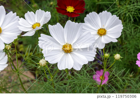 造形的に整った白色コスモス【アキザクラ】 119750306