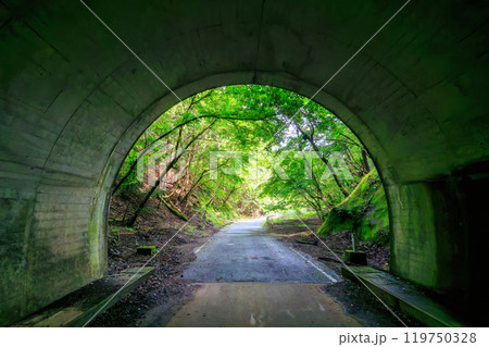 美しい新緑の中のトンネル  神奈川県相模原市早戸川林道2024年6月 119750328