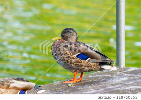 水辺のマガモ 水辺のマガモ 119750355