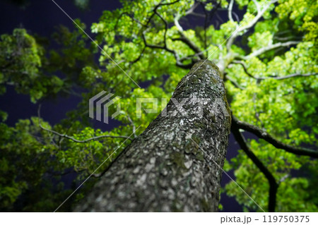 ライトアップされた夜の樹木 ライトアップされた夜の樹木 119750375