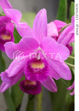 洋蘭、リンコレルオ、カトレア 洋蘭、リンコレルオ、カトレア 119750476