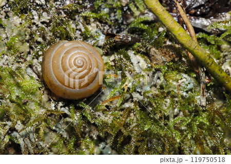 瑞々しい苔の上にオナジマイマイ科のカタツムリ（自然光+ストロボ・マクロ接写） 119750518