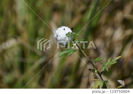 ヨモギクキワタフシ（ヨモギの虫こぶ） 119750804