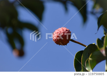 ヤマボウシの実 119750805