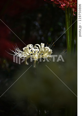 白色のヒガンバナ 119750806