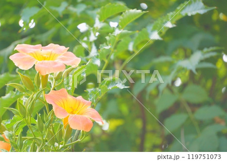 ノウゼンカズラ　美しいオレンジの花 119751073