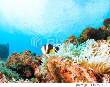 美しいイソギンチャク畑の可愛いクマノミ(クマノミ亜科)のペア他。賀茂郡南伊豆町中木ヒリゾ浜-2024 美しいイソギンチャク畑の可愛いクマノミ(クマノミ亜科)のペア他。賀茂郡南伊豆町中木ヒリゾ浜-2024 119751102