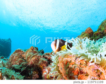 美しいイソギンチャク畑の可愛いクマノミ（クマノミ亜科）のペア他。賀茂郡南伊豆町中木ヒリゾ浜-2024 119751109