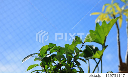 青空が広がる窓辺と光を浴びて輝く観葉植物のある新生活のインテリア 119751147