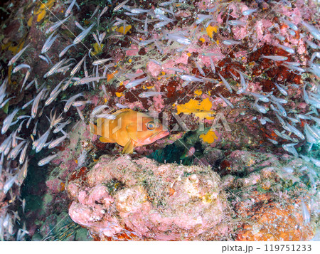 美しいネンブツダイ、クロホシイシモチの幼魚の大群とそれを食糧としつつも守る大きなアカハタ。2024 美しいネンブツダイ、クロホシイシモチの幼魚の大群とそれを食糧としつつも守る大きなアカハタ。2024 119751233