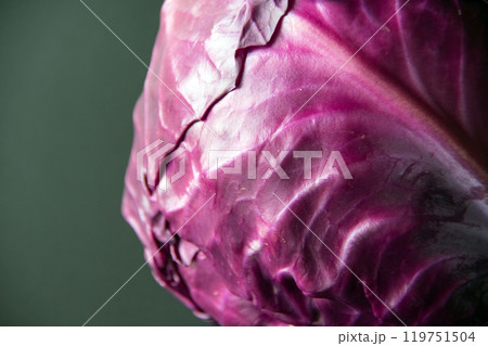 紫キャベツ 119751504