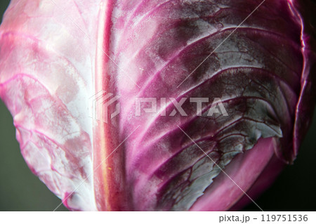 紫きゃべつ 紫きゃべつ 119751536