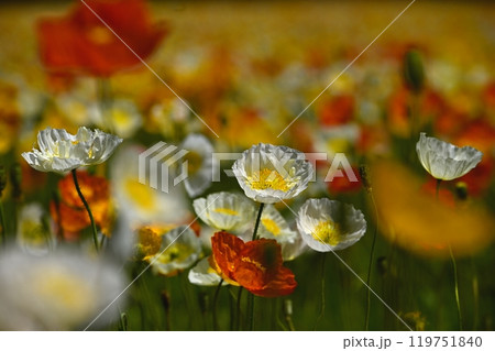 森林公園(埼玉)のアイスランドポピーの花畑 森林公園(埼玉)のアイスランドポピーの花畑 119751840