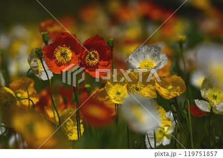森林公園（埼玉）のアイスランドポピーの花畑 119751857