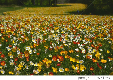 森林公園（埼玉）のアイスランドポピーの花畑 119751865