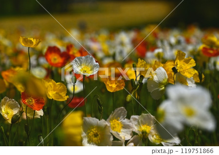 森林公園（埼玉）のアイスランドポピーの花畑 119751866