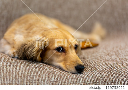 カニンヘンダックスフンド 119752021