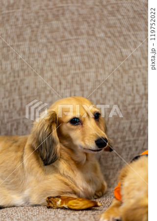 カニンヘンダックスフンド 119752022