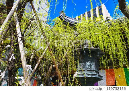 京都 紫雲山頂法寺 六角堂 六角柳と本堂(京都市中京区)(京都市中京区) 京都 紫雲山頂法寺 六角堂 六角柳と本堂(京都市中京区)(京都市中京区) 119752156