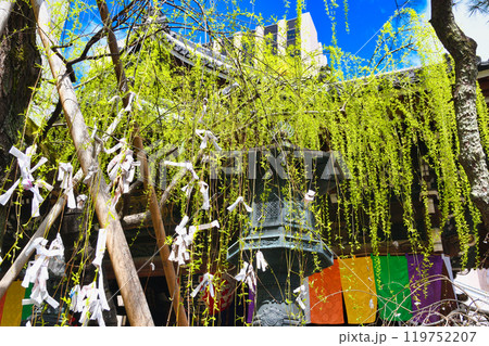 京都 紫雲山頂法寺 六角堂　六角柳と本堂（京都市中京区）（京都市中京区） 119752207
