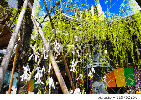 京都 紫雲山頂法寺 六角堂　六角柳と本堂（京都市中京区）（京都市中京区） 119752258