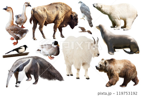 american animals isolated on white american animals isolated on white 119753192