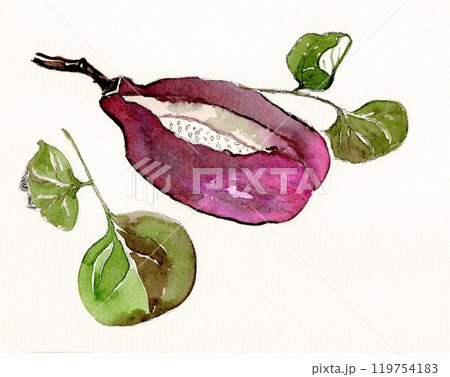 アケビの実（手描きイラスト） 119754183