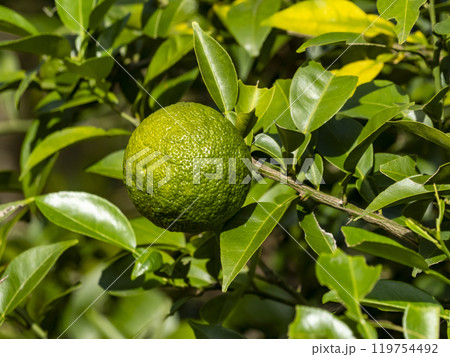 未熟の青いユズの実 119754492
