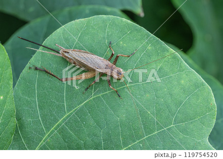 マツムシ（メス） 119754520