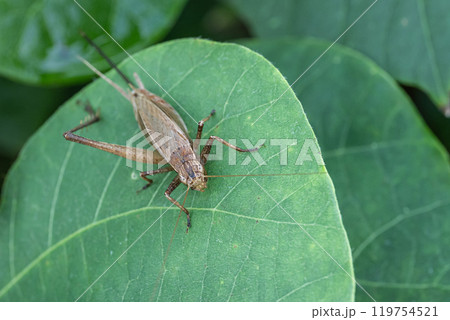 マツムシ（メス） 119754521