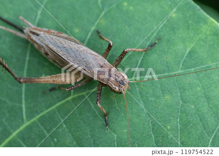 マツムシ（メス） 119754522