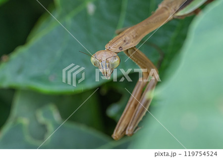 オオカマキリ オオカマキリ 119754524