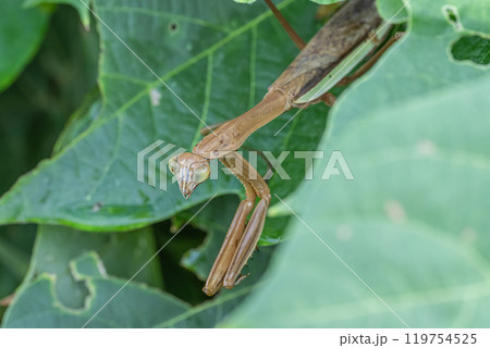 オオカマキリ オオカマキリ 119754525