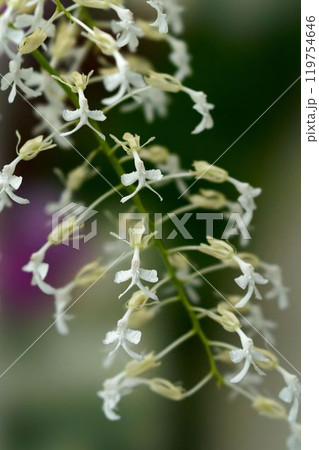 エピデンドルム 119754646