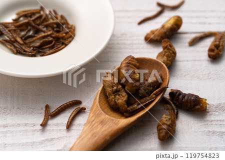 昆虫食　カイコ　ミールワーム 119754823