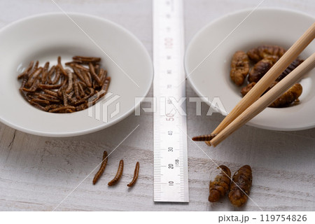 昆虫食　カイコ　ミールワーム 119754826