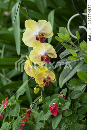 Beautiful yellow orchids flower in garden 119754929
