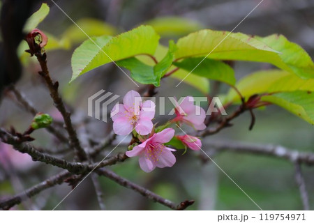 早春の里山に咲く可憐な河津桜の花 早春の里山に咲く可憐な河津桜の花 119754971